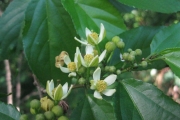 <strong>Grewia crenata - Ramon, Laurence - 75</strong><br />© Ramon, Laurence